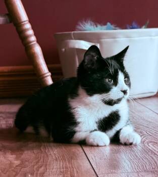 Indigo -  Domestic Short Hair Cat for Adoption in Plattsburgh, New York - Indigo | PetCurious