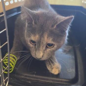 Domestic Short Hair Cats Available for Adoption in Fairport, New York - Graydon | PetCurious