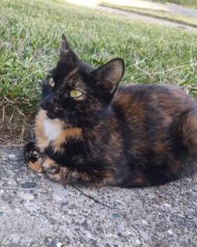 Rescue Calico and Tortoiseshell Cats for Adoption in Howell, Michigan - Orchid | PetCurious