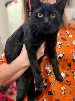 Rescue Domestic Medium Hair Cats for Adoption in Vacaville, California - Onyx | PetCurious