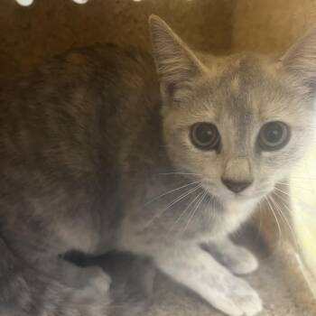 72451 -  Domestic Short Hair Cat for Adoption in Harrisonburg, Virginia - 72451 | PetCurious
