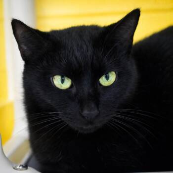 Domestic Short Hair Cats Available for Adoption - Nell | PetCurious