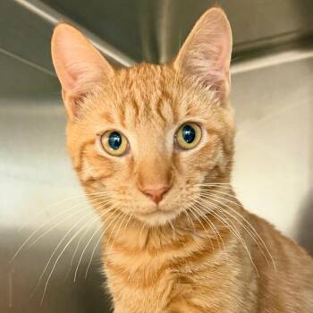Orange You Beautiful -  Domestic Short Hair Cat for Adoption in Harrisonburg, Virginia - Orange You Beautiful | PetCurious