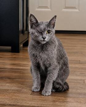 Odin D -  Domestic Long Hair Cat Available for Adoption in Fresno, California - Odin D | PetCurious