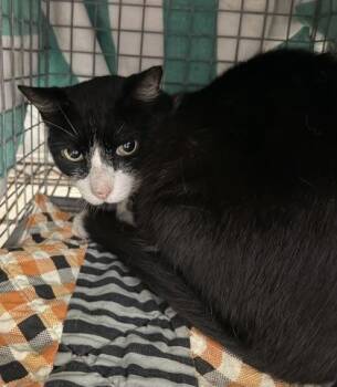 Davis -  Domestic Short Hair Cat for Adoption in Honolulu, Hawaii - Davis | PetCurious