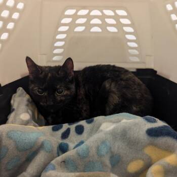 Domestic Short Hair Cats Available for Adoption - Ember | PetCurious