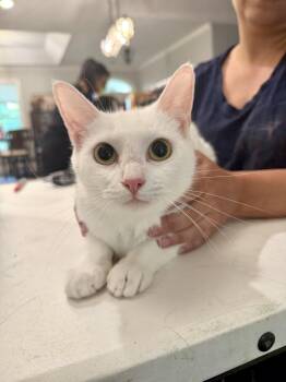 Single White Female (Available for pre-adoption) -  Domestic Short Hair Cat for Adoption in Camden, South Carolina - Single White Female (Available For Pre-adoption) | PetCurious