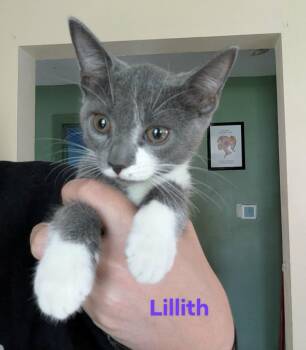 Lilith -  Domestic Short Hair Cat for Adoption in Manchester, Connecticut - Lilith | PetCurious