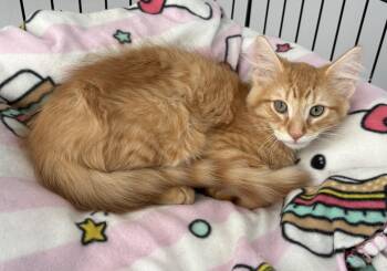 Chipolte -  Domestic Medium Hair Cat for Adoption in Seaford, New York - Chipolte | PetCurious