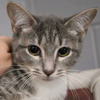 Rescue Domestic Short Hair Cats for Adoption in New York, New York - Patty | PetCurious