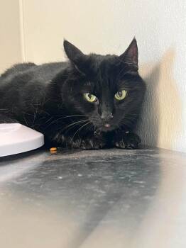 Sweet Pea -  Domestic Short Hair Cat for Adoption in Bolivar, Missouri - Sweet Pea | PetCurious