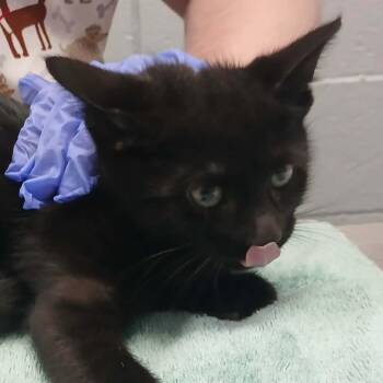 Soccer -  Domestic Short Hair Cat for Adoption in West Olive, Michigan - Soccer | PetCurious