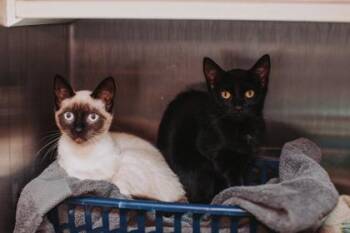 93355a Avery-PetSmart West Ashley -  Domestic Short Hair Cat for Adoption in North Charleston, South Carolina - 93355a Avery-PetSmart West Ashley | PetCurious