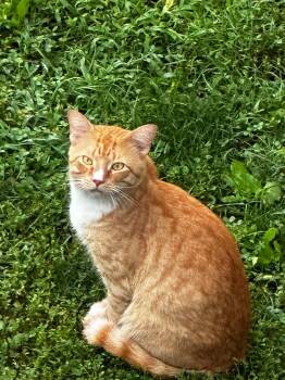 Charlie -  Domestic Short Hair Cat for Adoption - Charlie | PetCurious