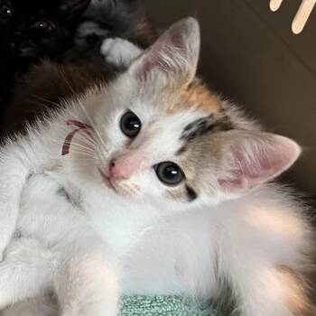Domestic Short Hair Cats Available for Adoption in Austin, Texas - Qantara 5 | PetCurious