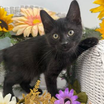 Beaver Ferd 56429 -  Domestic Short Hair Cat for Adoption in Eaton Rapids, Michigan - Beaver Ferd 56429 | PetCurious