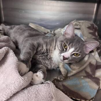 Gingersnap 29931 -  Domestic Short Hair Cat for Adoption in Middleburg, Florida - Gingersnap 29931 | PetCurious
