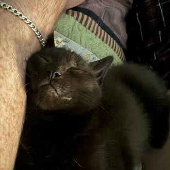 Dasani -  Domestic Short Hair Cat for Adoption in Evanston, Illinois - Dasani | PetCurious