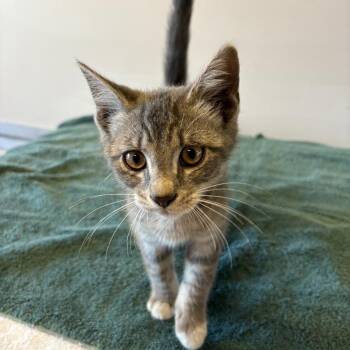 IVHS-Stray-139775 -  Domestic Short Hair Cat for Adoption in San Gabriel, California - IVHS-Stray-139775 | PetCurious