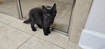 Braeburn -  Domestic Short Hair Cat for Adoption in Powder Springs, Georgia - Braeburn | PetCurious
