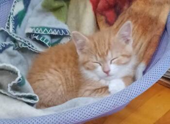 Daphne -  Domestic Short Hair Cat for Adoption in New Berlin, Wisconsin - Daphne | PetCurious