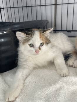 Rescue Domestic Short Hair Cats for Adoption in Bolivar, Missouri - Frito | PetCurious