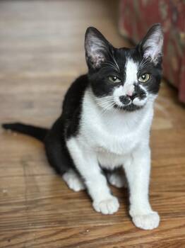 Ginny -  Domestic Short Hair Cat for Adoption in Suffolk, Virginia - Ginny | PetCurious