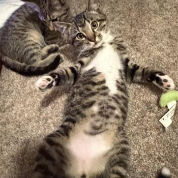 Tippy -  Domestic Short Hair Cat for Adoption in Springfield, Illinois - Tippy | PetCurious