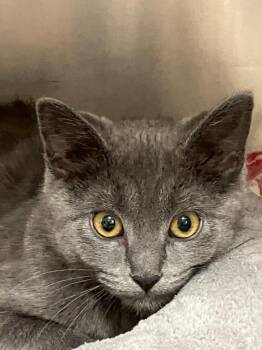 Russian Blue Cats Available for Adoption in Lunenburg, Massachusetts - Smudge | PetCurious