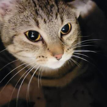 Domestic Short Hair Cats Available for Adoption in Washougal, Washington - Alice | PetCurious
