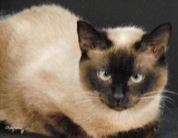 Domestic Short Hair and Siamese Cats Available for Adoption - Lo Mein | PetCurious