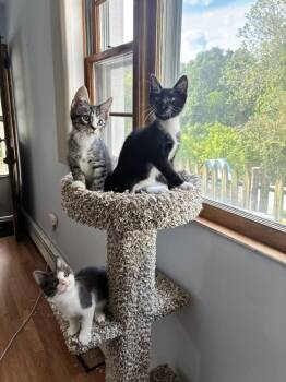 Hulk -  Domestic Short Hair Cat for Adoption in Elmsford, New York - Hulk | PetCurious