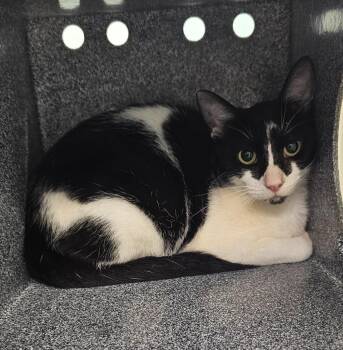 Kathy -  Domestic Short Hair Cat for Adoption in Athens, Tennessee - Kathy | PetCurious