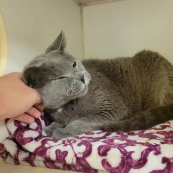 Domestic Short Hair Cats Available for Adoption in Columbia, Missouri - Charlie | PetCurious