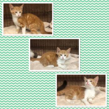 TURKEY -  Domestic Short Hair Cat for Adoption in Buckhannon, West Virginia - TURKEY | PetCurious