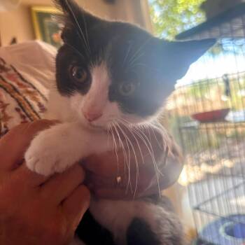 Spyder -  Domestic Short Hair Cat for Adoption in Albuquerque, New Mexico - Spyder | PetCurious