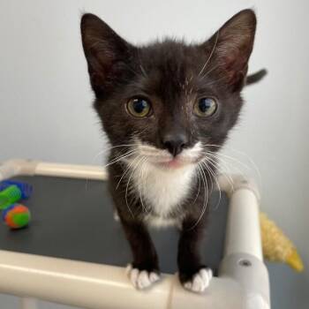 Jarrod -  Domestic Short Hair Cat for Adoption in Roanoke, Virginia - Jarrod | PetCurious