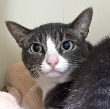 IRINA -  Domestic Short Hair Cat for Adoption in Dedham, Massachusetts - IRINA | PetCurious