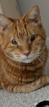 Domestic Short Hair and Tabby Cats Available for Adoption - Milo | PetCurious