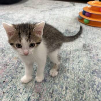 Rescue Domestic Short Hair Cats for Adoption in Merrifield, Virginia - DW NRAR (Ambrosia's Kitten) | PetCurious