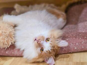 Rescue Domestic Long Hair Cats for Adoption in Harrison Township, New Jersey - Marcellus | PetCurious