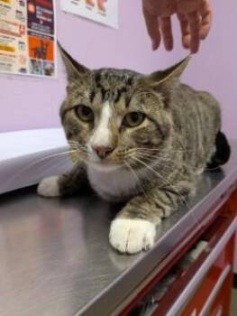 Mr. Paws* -  Domestic Short Hair Cat for Adoption in El Paso, Texas - Mr. Paws* | PetCurious