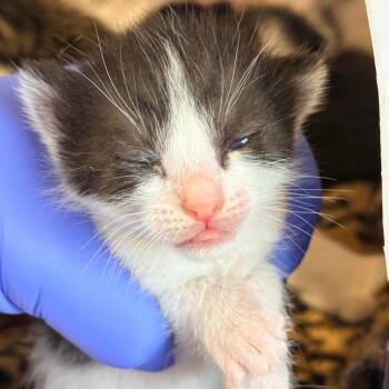 Domestic Short Hair and Manx Cats Available for Adoption in Redwood Valley, California - Rumplestumpskin | PetCurious