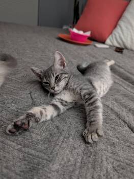 Paulina Porizakova -  Domestic Short Hair and Tabby Cat for Adoption in Glendale, Arizona - Paulina Porizakova | PetCurious