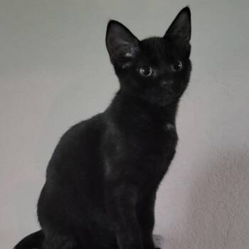 Rocko -  Domestic Short Hair Cat for Adoption in Galveston, Texas - Rocko | PetCurious