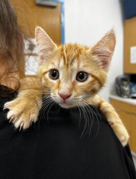 Domestic Short Hair Cats Available for Adoption in Hartsville, South Carolina - Sunny | PetCurious