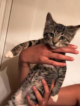 Steve -  Domestic Short Hair Cat for Adoption in Salt Lake City, Utah - Steve | PetCurious
