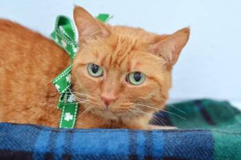 Domestic Short Hair Cats Available for Adoption - Chleo | PetCurious