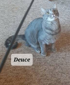 Deuce -  Tabby Cat Available for Adoption in Snyder, Texas - Deuce | PetCurious
