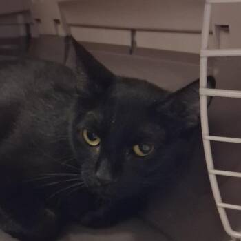 GiGi -  Domestic Short Hair Cat for Adoption in Murray, Utah - GiGi | PetCurious